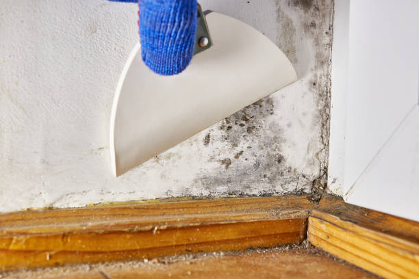 Best Mold Removal for HVAC Installations  in Battle Creek, MI