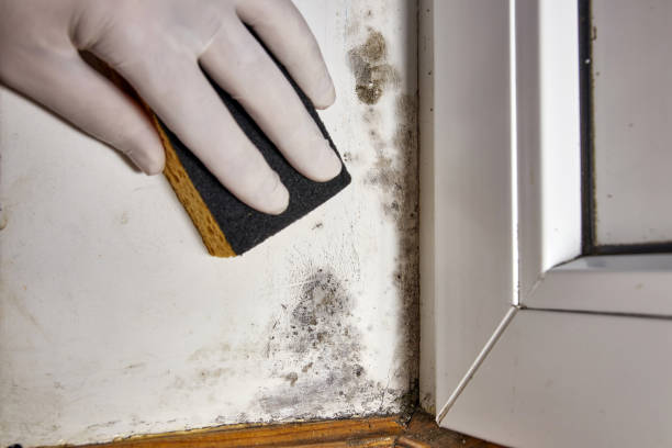 Best HVAC Mold Inspection and Cleaning  in Battle Creek, MI